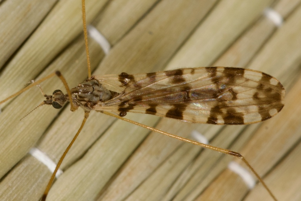 Idioptera apicata