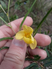 Chamaecrista flexuosa
