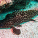 Longfin Rockcod - Photo (c) portioid, some rights reserved (CC BY-SA), uploaded by portioid