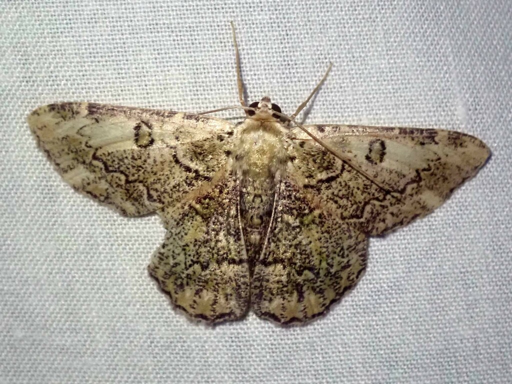 Metallolophia variegata