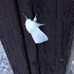 Spilosoma vestalis