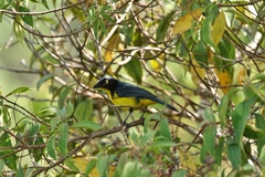 Anisognathus melanogenys
