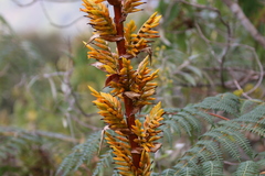 Cipuropsis hospitalis