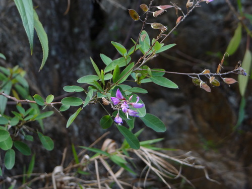 Campylotropis macrocarpa iNat (1)