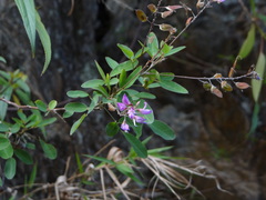 Bush Clover (Campylotropis)