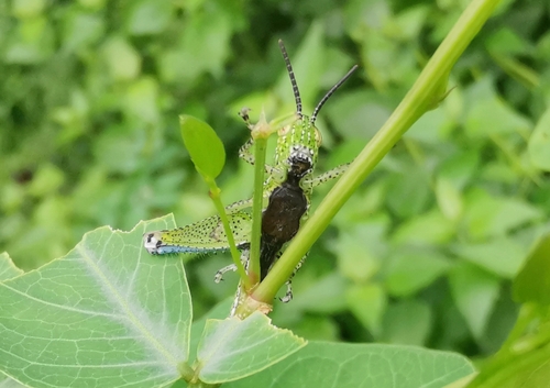 Rufous-legged Grasshopper photo 6
