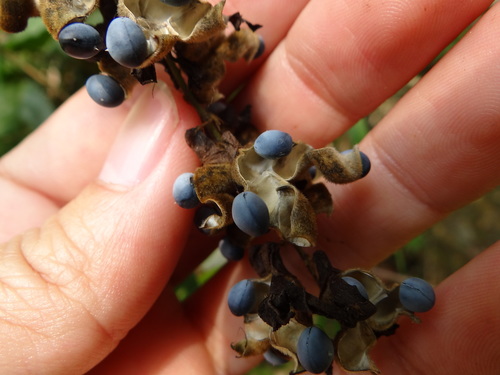 Image of Dumasia villosa by (c) 呂一起(Lu i-chi), some rights reserved (CC BY)