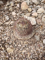 Echinomastus erectocentrus