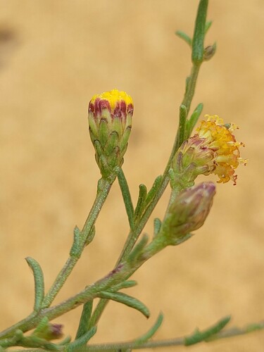 CREW Autumn Aster (Marasmodes crewiana)