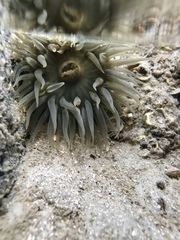 Bunodosoma cavernatum