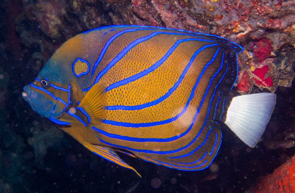 Bluering angelfish (Pomacanthus annularis) — Pomacanthidae