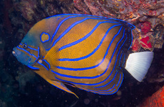 Blue-ringed Angelfish