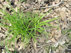 Carex bulbostylis