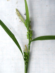 Carex bulbostylis
