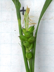 Carex bulbostylis
