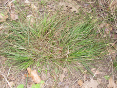 Carex planostachys