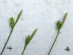 Carex planostachys