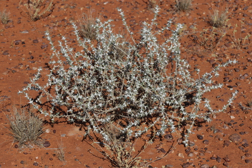 Image of Sclerolaena bicornis by no rights reserved