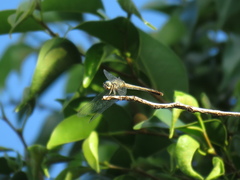 Micrathyria longifasciata