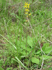 Corydalis curvisiliqua