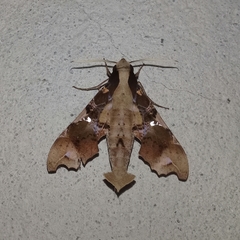 Callionima denticulata