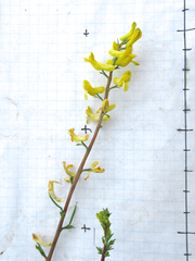 Corydalis curvisiliqua