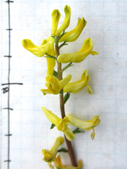 Corydalis curvisiliqua