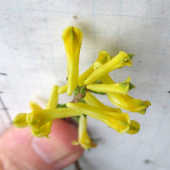 Corydalis curvisiliqua