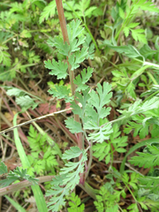 Corydalis curvisiliqua
