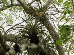 Tillandsia jaliscomonticola