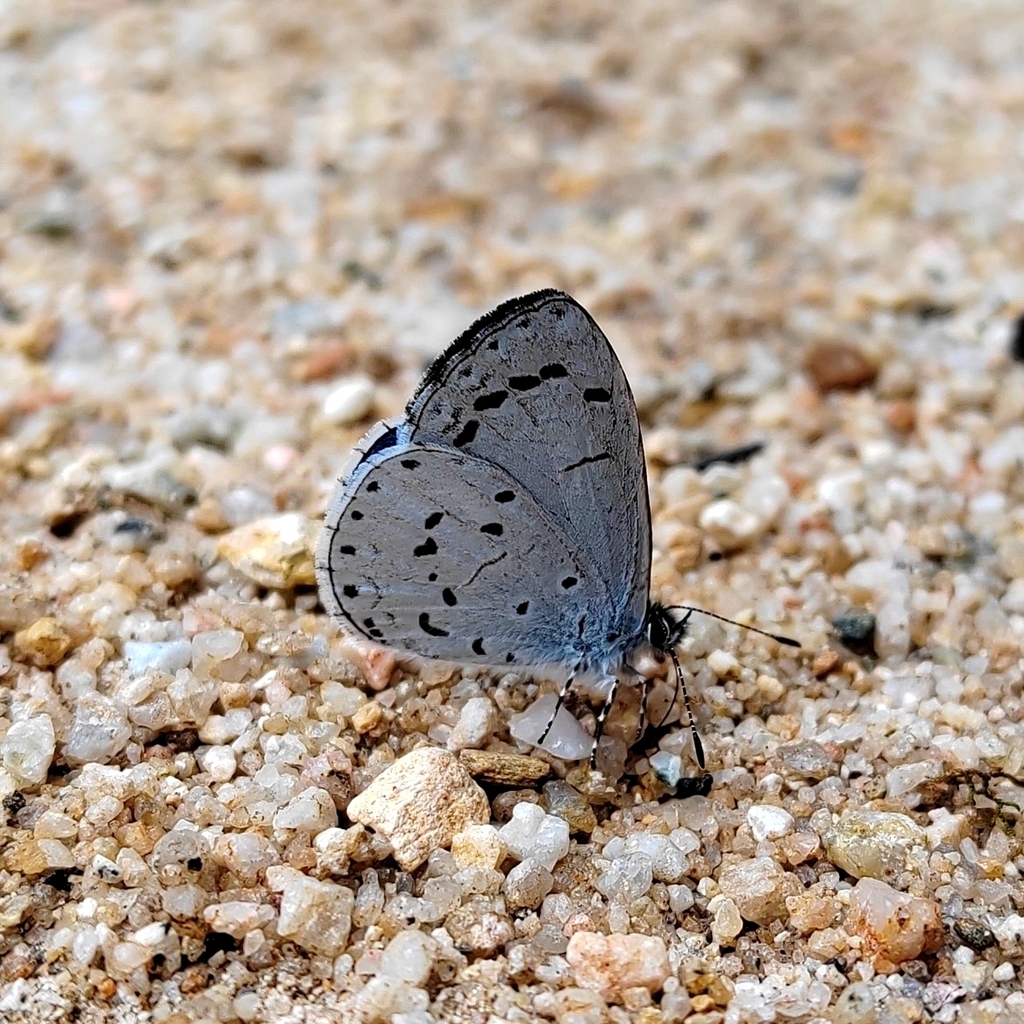 Udara coalita