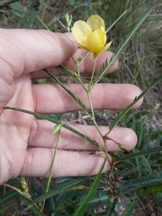 Chamaecrista flexuosa