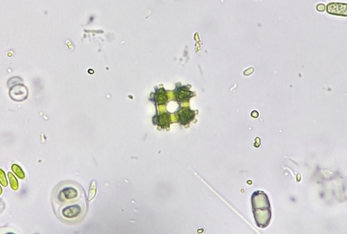 Coelastrum morus