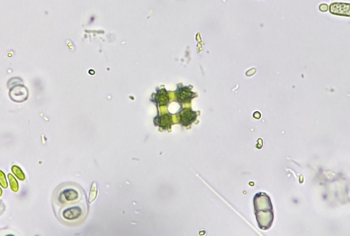 Coelastrum morus