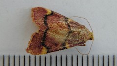 Hypsopygia thymetusalis