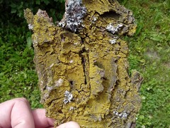 Candelariella xanthostigma