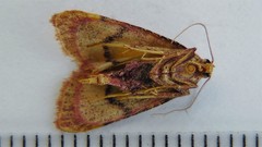 Hypsopygia thymetusalis