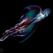 Indo-Pacific Blanket Octopus - Photo (c) mbartick, some rights reserved (CC BY-NC)