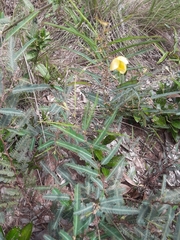 Chamaecrista flexuosa
