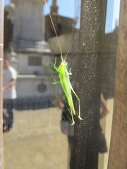 Conocephalus longipes
