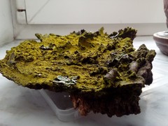 Candelariella xanthostigma