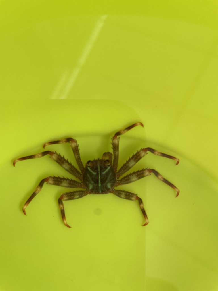 Photo of Sally lightfoot crab (Percnon gibbesi)