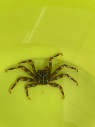 Nimble Spray Crab, Ulica Valsaline, Pula, 18, HR, photo 7 of 10