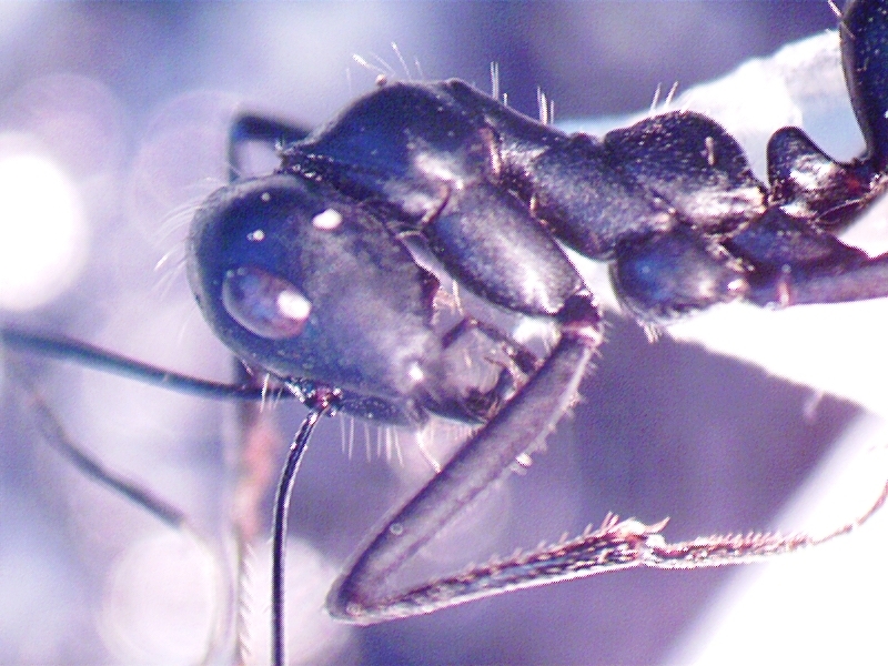 Cataglyphis piligera