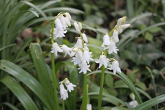 Hyacinthoides hispanica