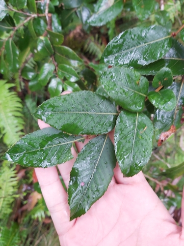 Image of Nothofagus moorei by (c) Tim, some rights reserved (CC BY)