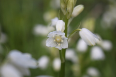 Hyacinthoides hispanica