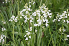 Hyacinthoides hispanica