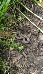 Tropidoclonion lineatum