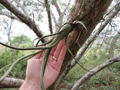 Tillandsia pseudobaileyi